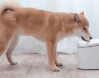 Xiaomi Smart Pet, czyli automatyczny opiekun dla zwierząt